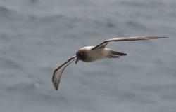 Sooty albatross in flight: The hardest bird in the world to get a photograph that shows how beautiful they really are